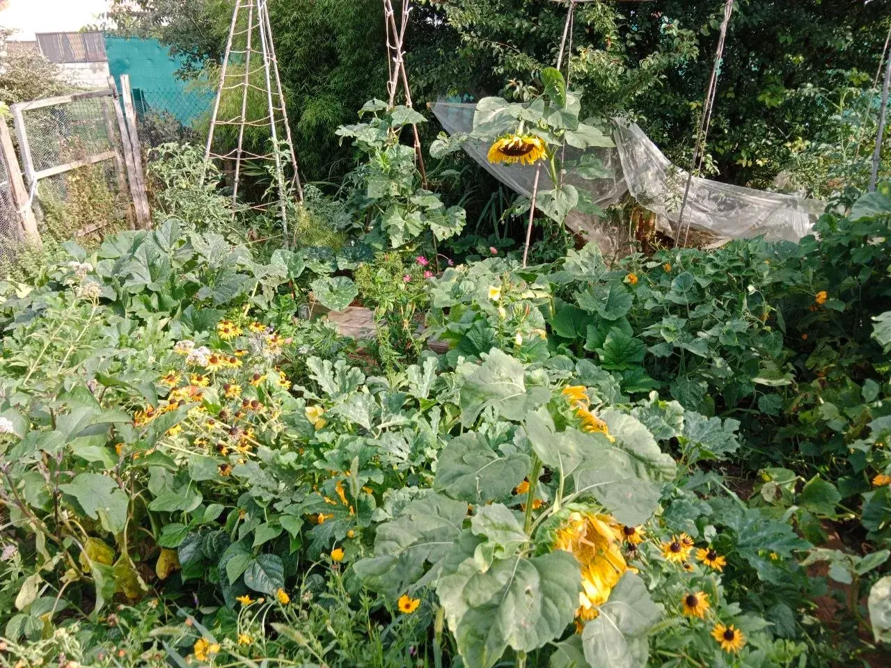 Récolte abondante au potager en permaculture