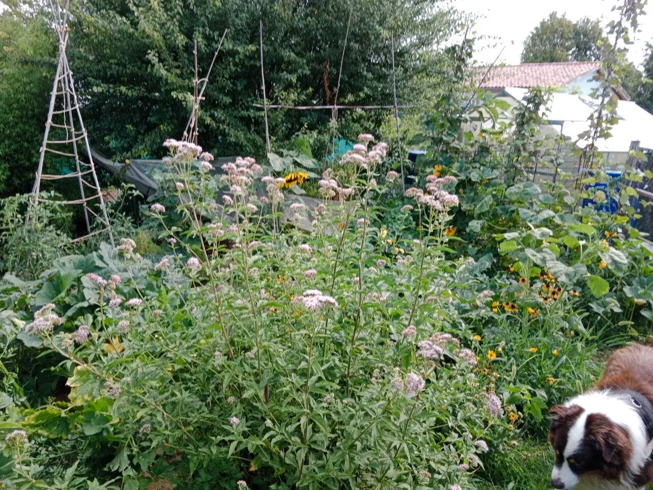 Le potager luxuriant en fin de saison