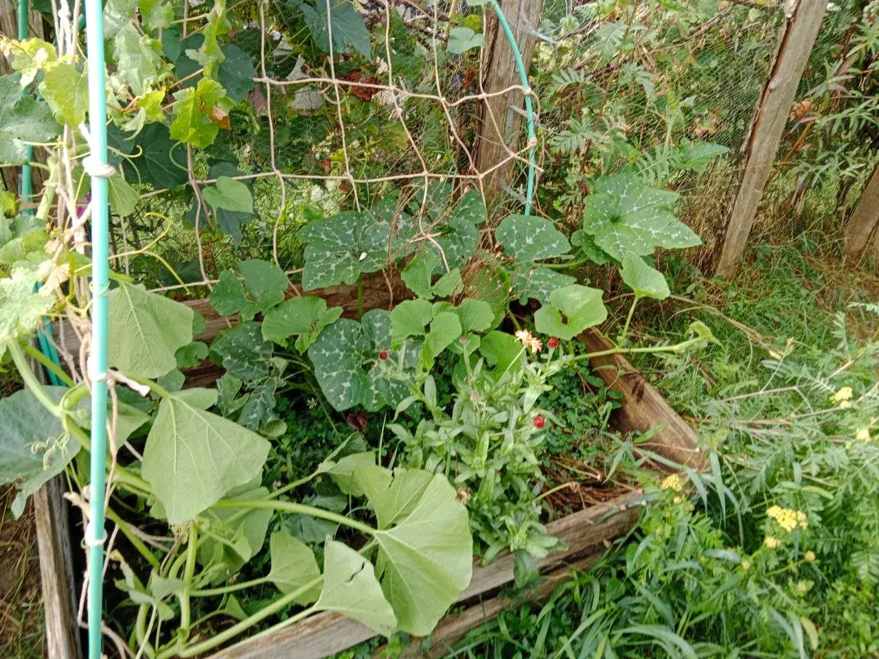 Légumes et aromatiques du potager en permaculture